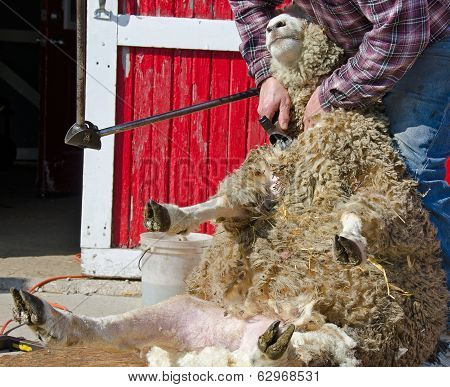 sheep shearing by red barn