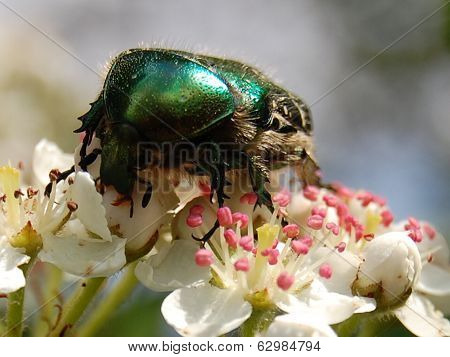 bug (chafer Golden)