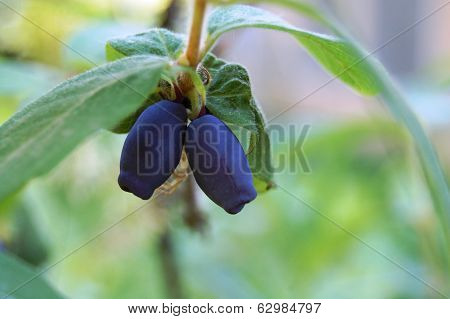 honeysuckle