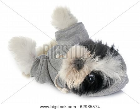 Dressed Puppy Shitzu