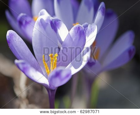 Purple Crocus Flowers In Spring