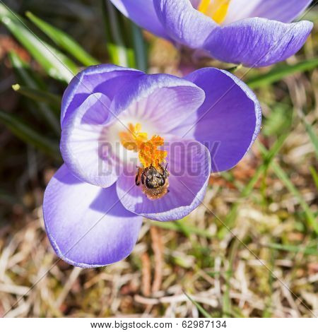 Bee Pollinate Crocus