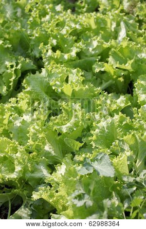 Fresh Lactuca Sativa Leaf.
