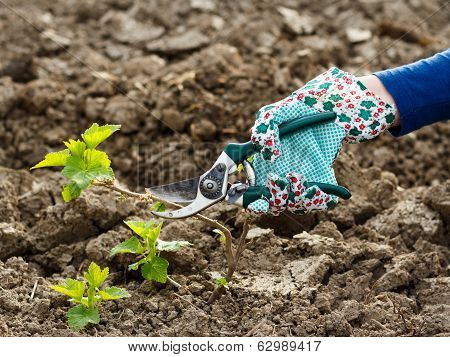 Pruning Shears