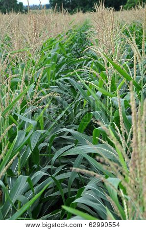 Flowering Corn