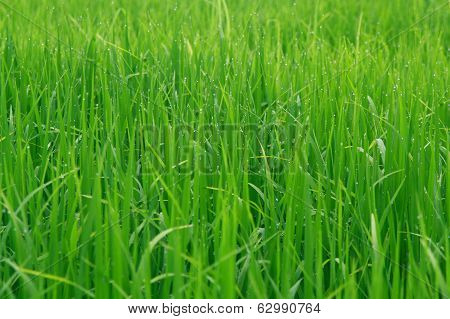 Dew On Rice Leaves