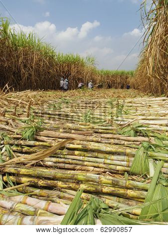 Sugarcane Harvest
