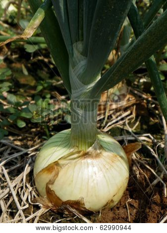 Onion