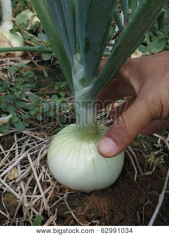 Fresh Onion Being Harvest