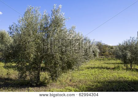 Olive Harvest
