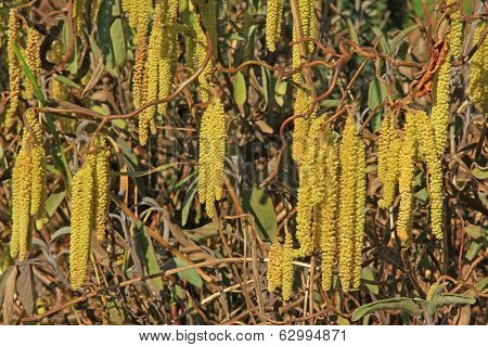 Male Flower Catkins Of Hazel
