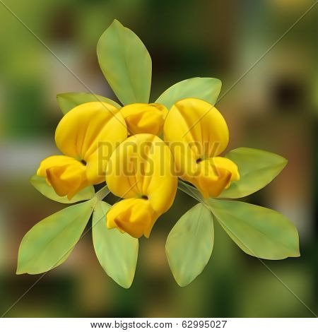 Deer Vetches Horned Flower Vector