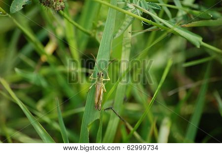 grasshopper