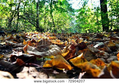 Fallen leaves.