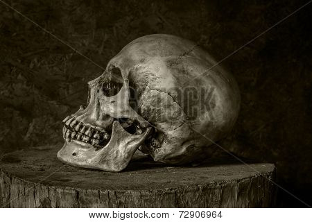 Still Life With A Skull.