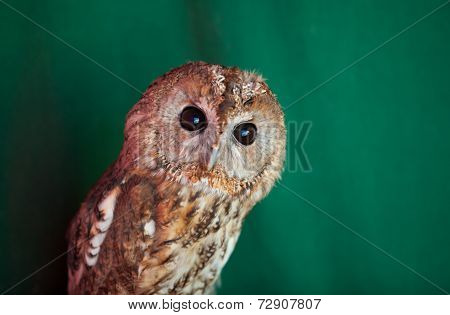 Tawny Owl, Strix Aluco