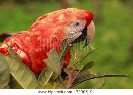 Close Up Of Red Scarlet Macaw Parrot Hiding In The Bushes In Amazonian Rainforest, South America