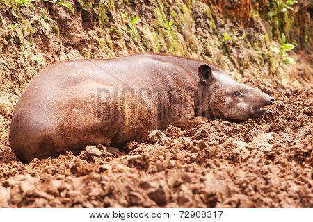 Close Up Of An Reddish Brown Female Tapir, South America