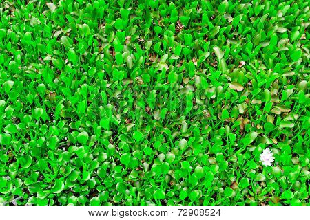 Water Tropical Plants In National Park Yasuni, South America