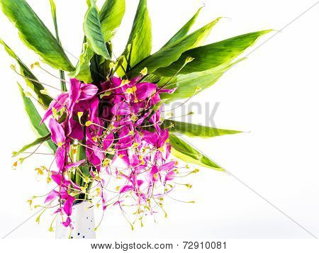 Blossom Of Globba Flower ,chiangmai Thailand
