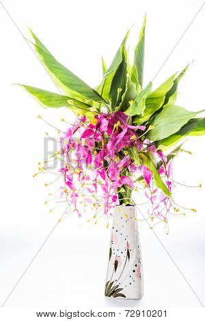 Blossom Of Globba Flower ,chiangmai Thailand