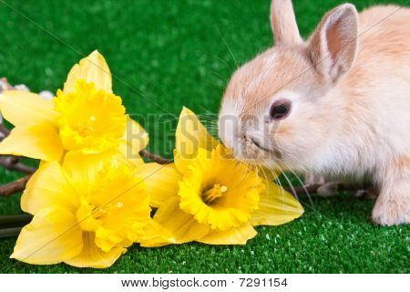 Bunny og gule narcisser