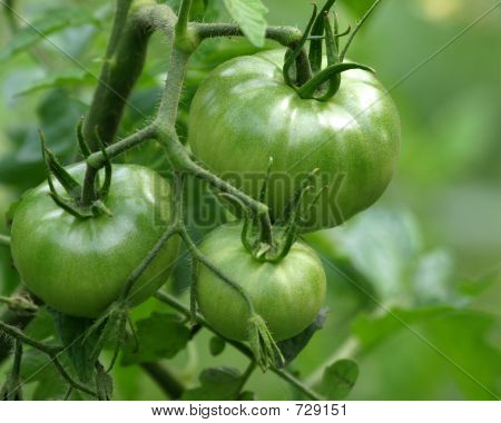 Tomate verde