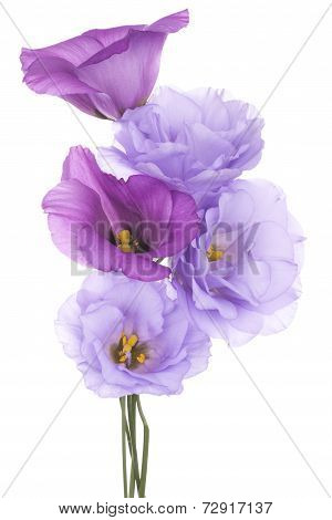 Eustoma