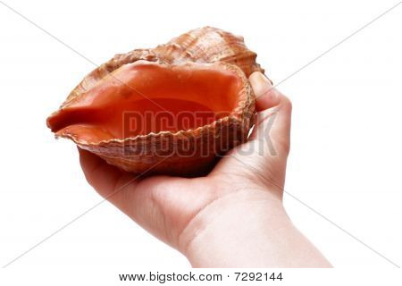 Shell3