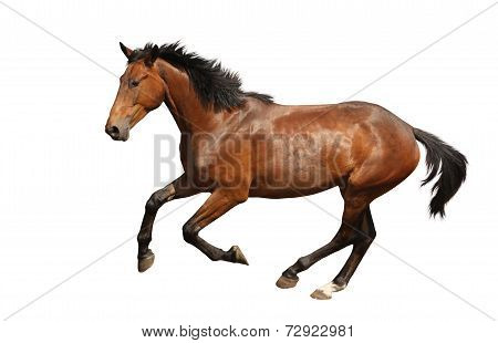 Brown Horse Galloping Fast Isolated On White
