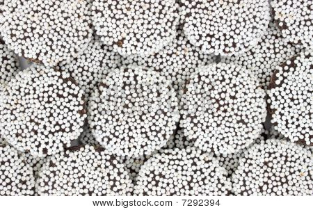 Zavřít pohled čokoládové krytá nonpareils