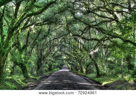 Moss covered oak trees