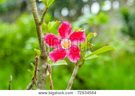 Adenium Flower Color Ping And White In The Green Background