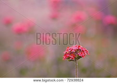 Reddish Pink Summer Flower