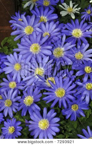 Sommerblomster