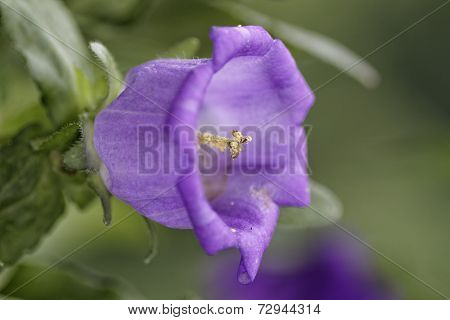 Bluebell