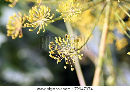 Dill (anethum Graveolens) Umbel