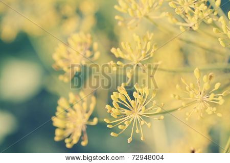 Dill (anethum Graveolens) Umbel