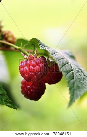 Rubus Idaeus