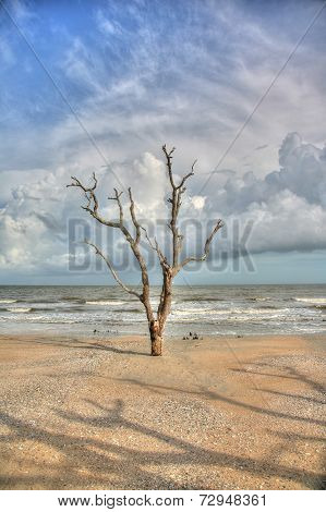 Oak tree in sand with stormy sky