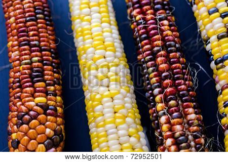 Flint Corn