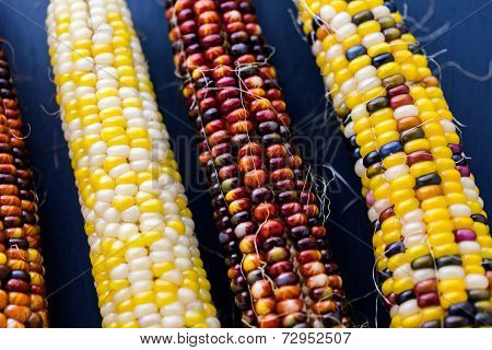 Flint Corn