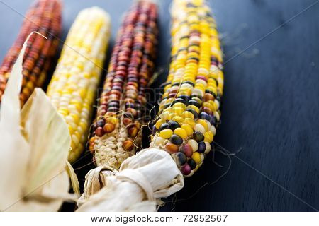 Flint Corn
