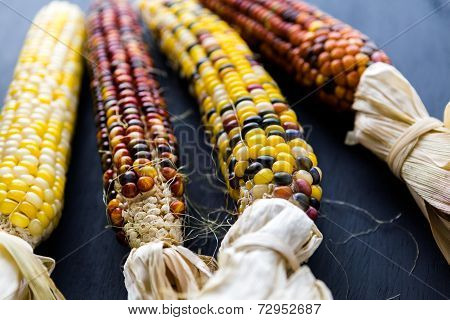 Flint Corn