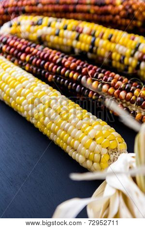 Flint Corn