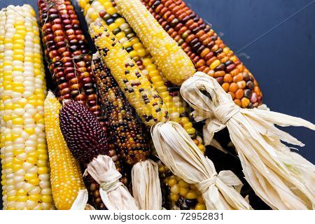 Flint Corn