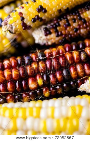 Flint Corn