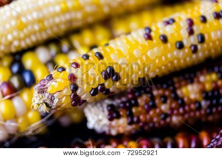 Flint Corn