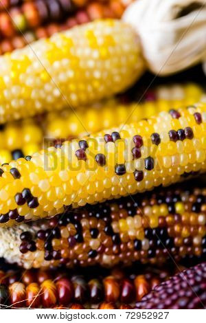 Flint Corn
