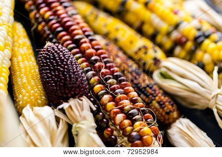 Flint Corn